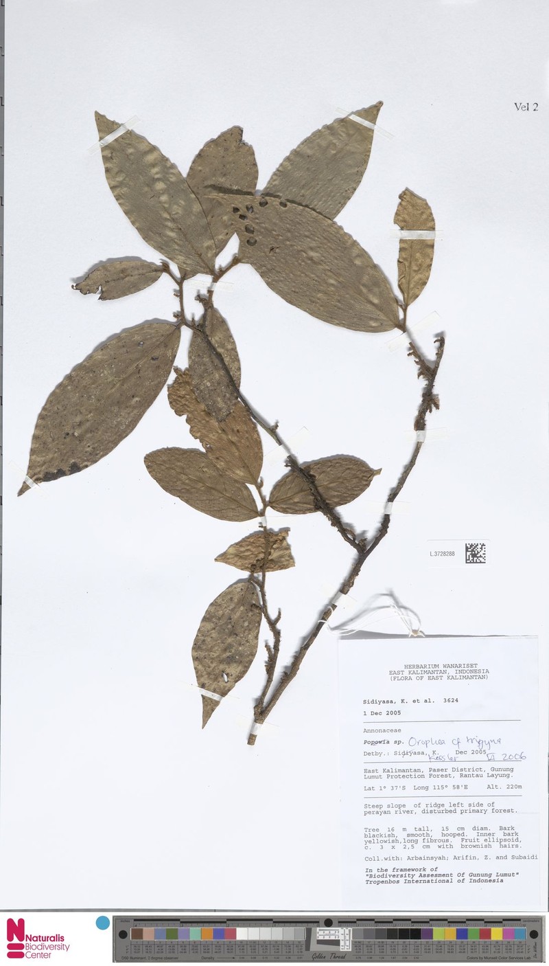 Orophea trigyna photo 4