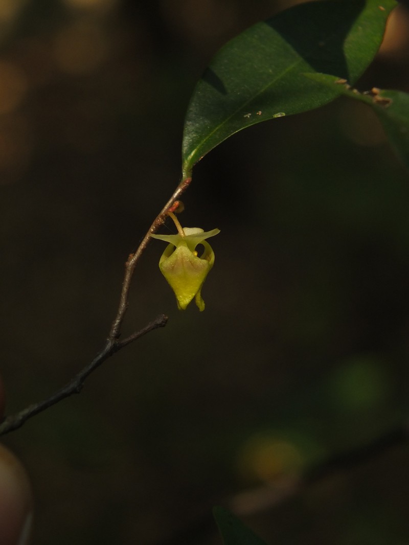 Orophea uniflora photo 2