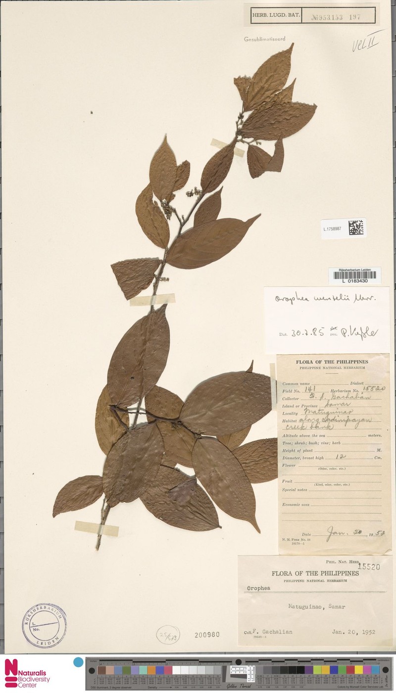 Orophea wenzelii photo 2
