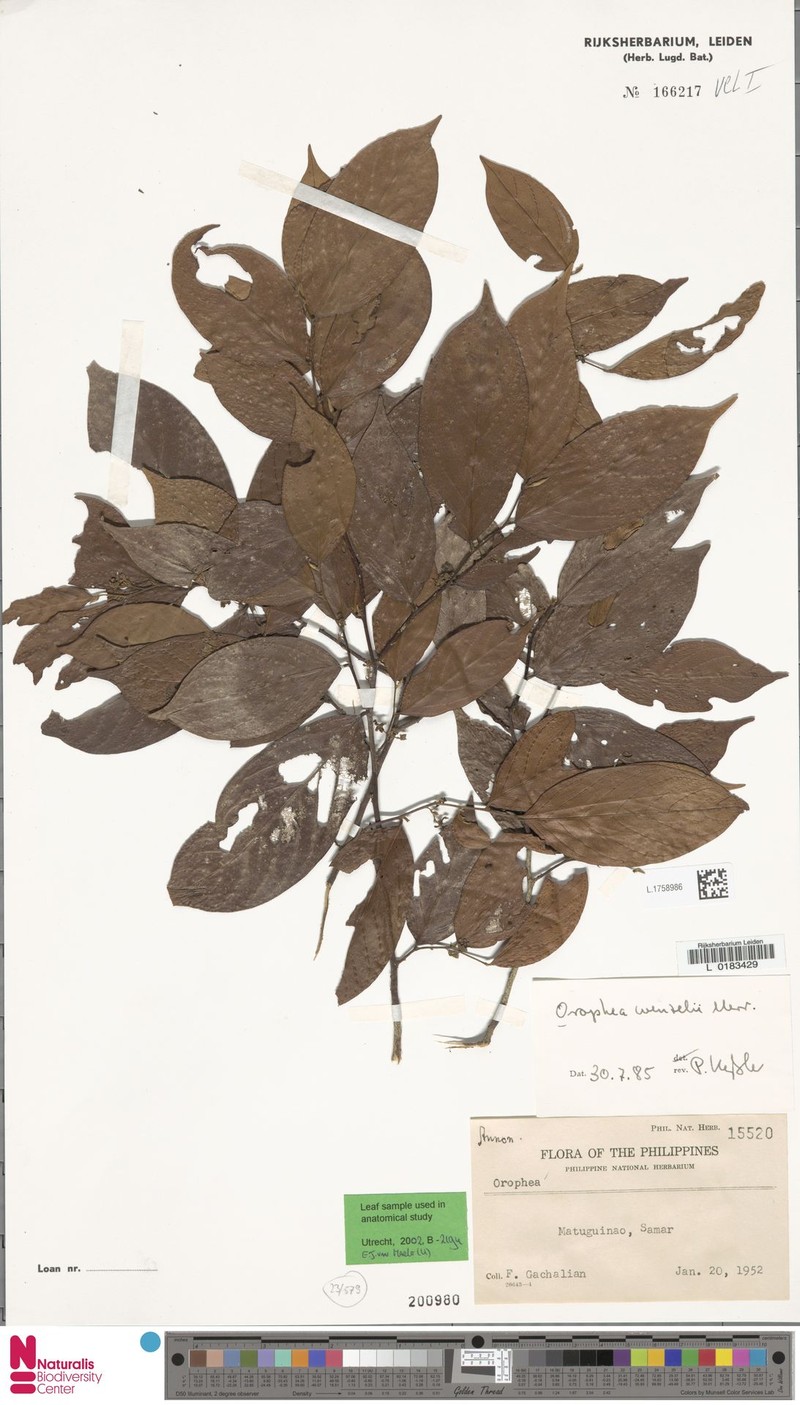 Orophea wenzelii photo 3