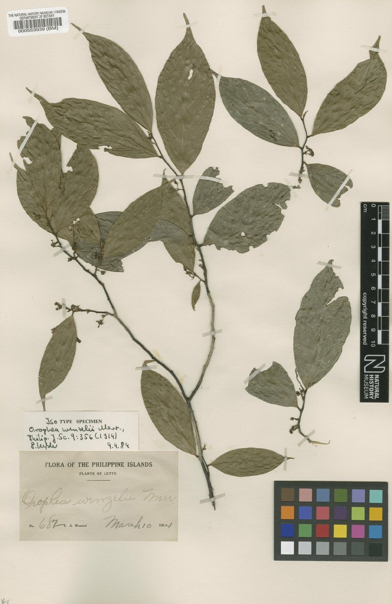 Orophea wenzelii photo 4