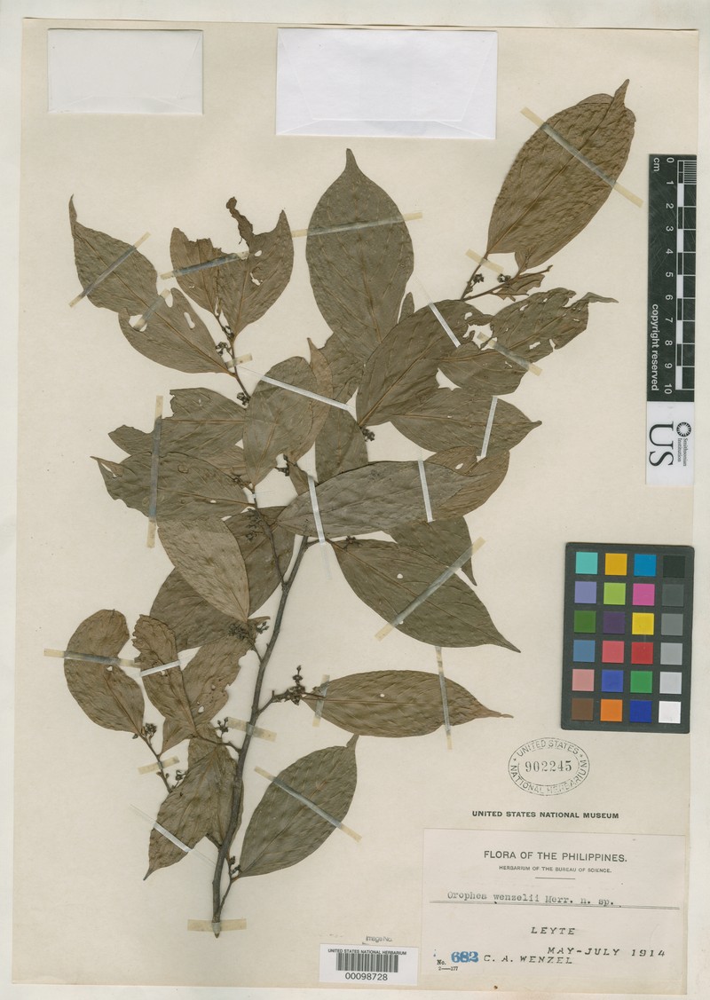Orophea wenzelii