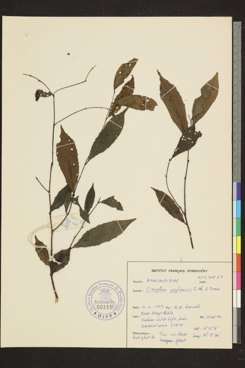 Orophea zeylanica photo 2