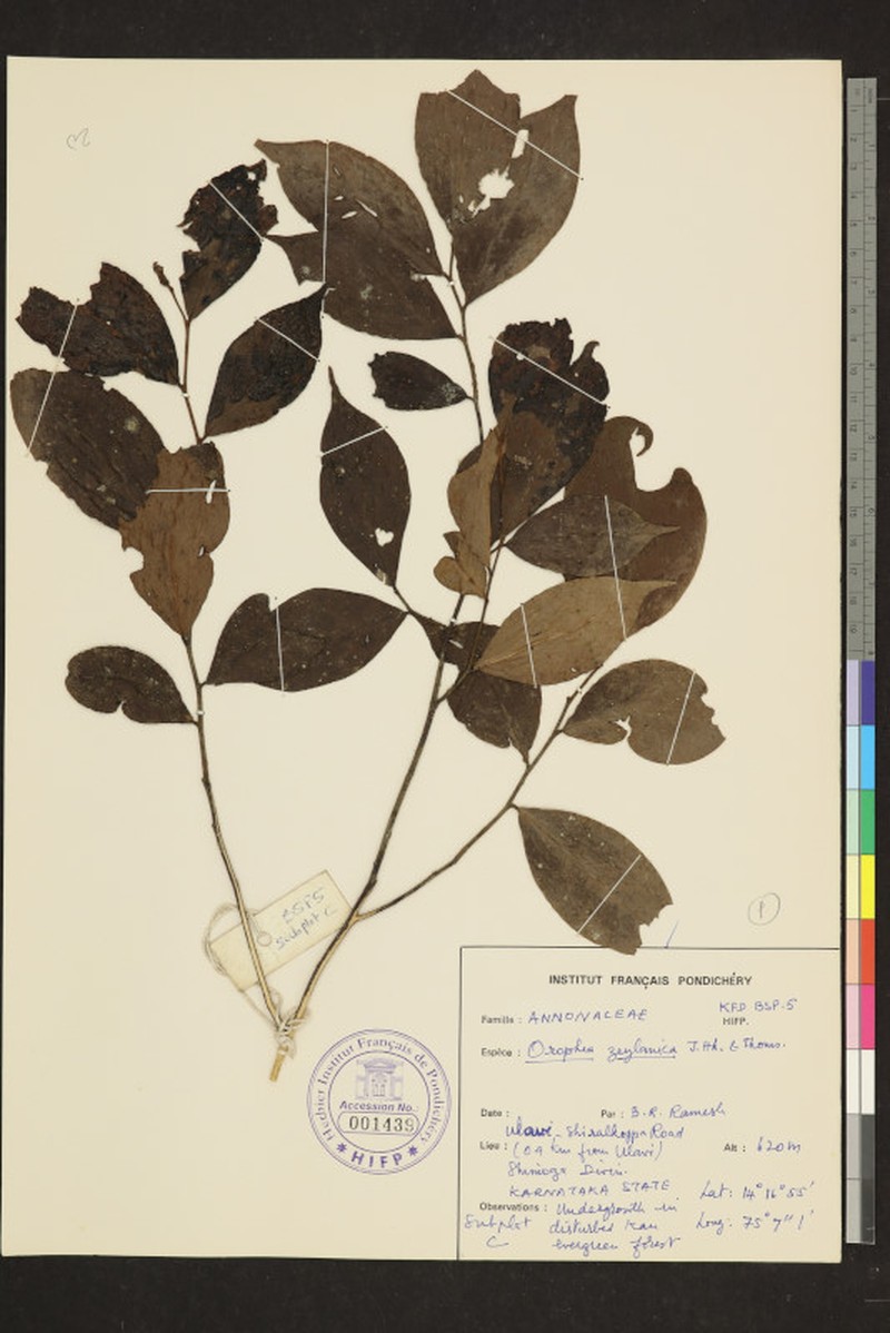 Orophea zeylanica photo 3