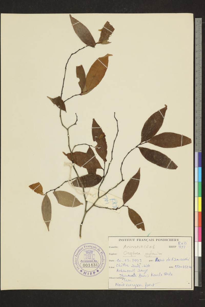 Orophea zeylanica photo 4