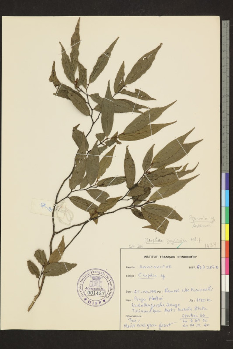 Orophea zeylanica photo 5