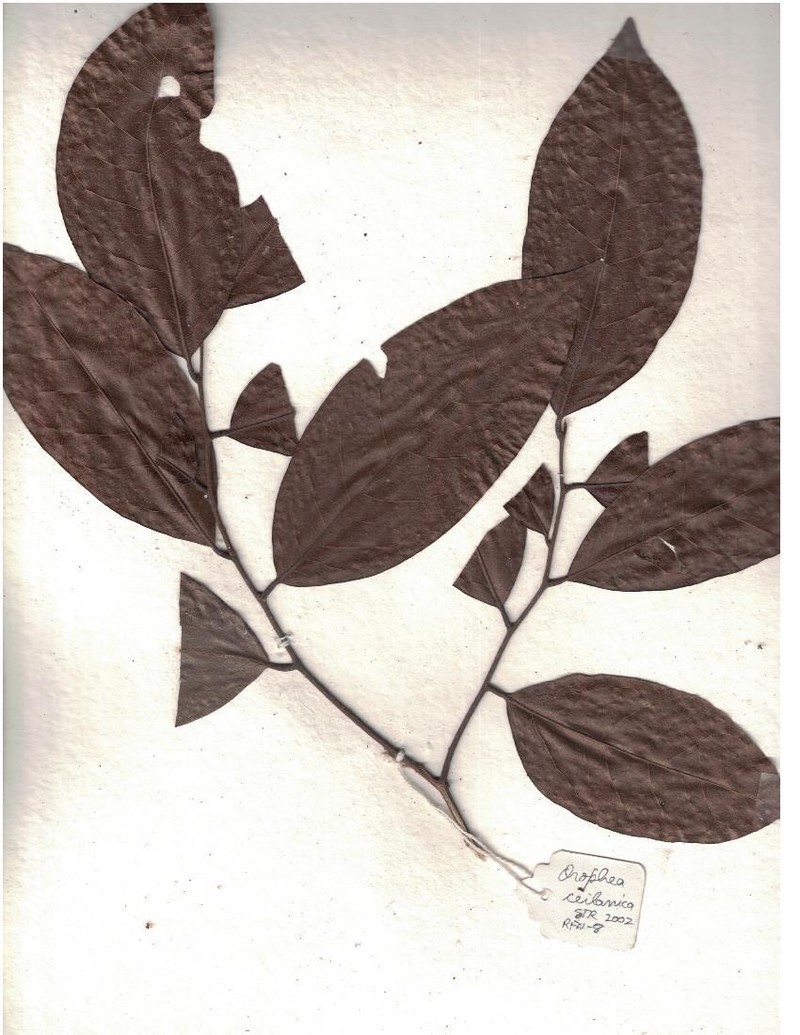 Orophea zeylanica
