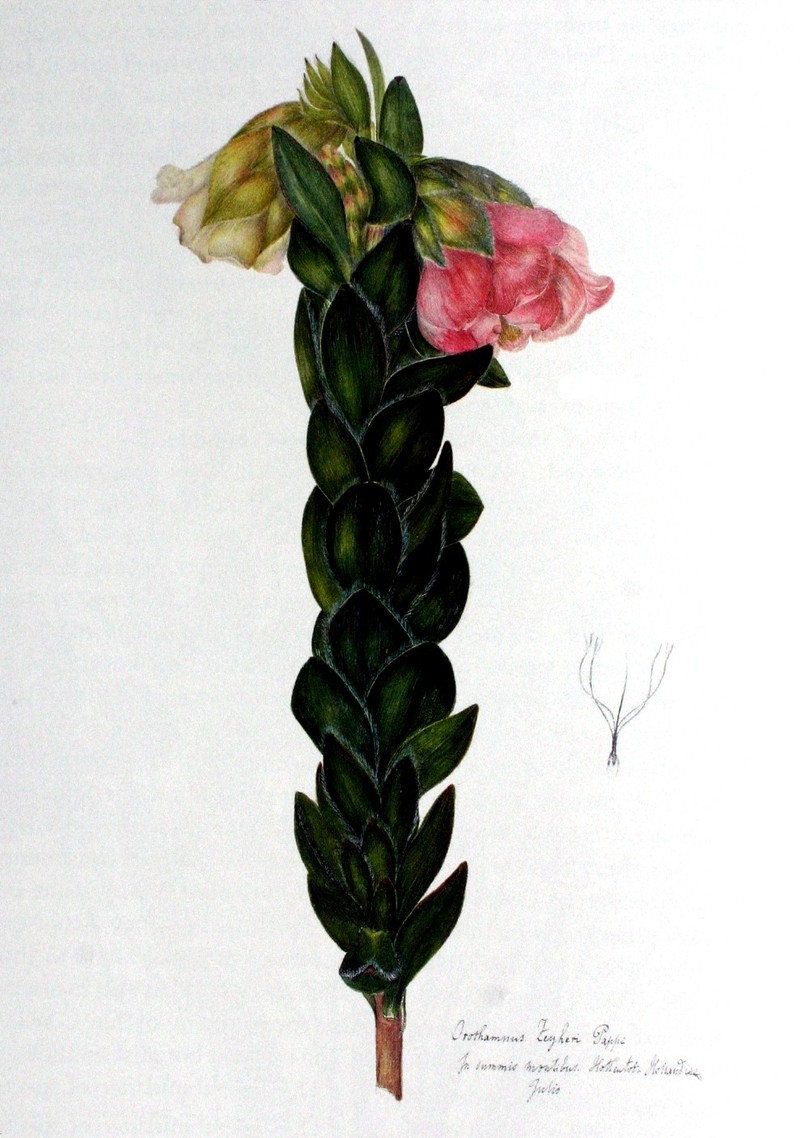 Orothamnus zeyheri