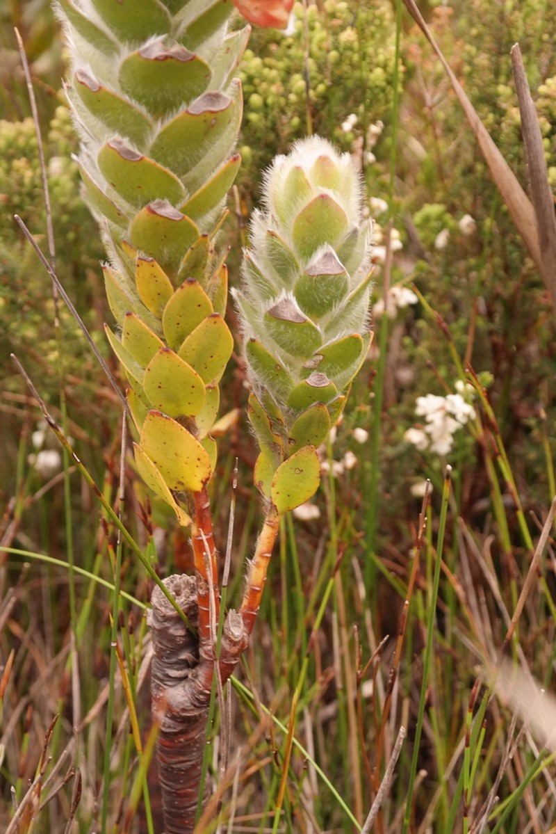 Orothamnus zeyheri photo 2