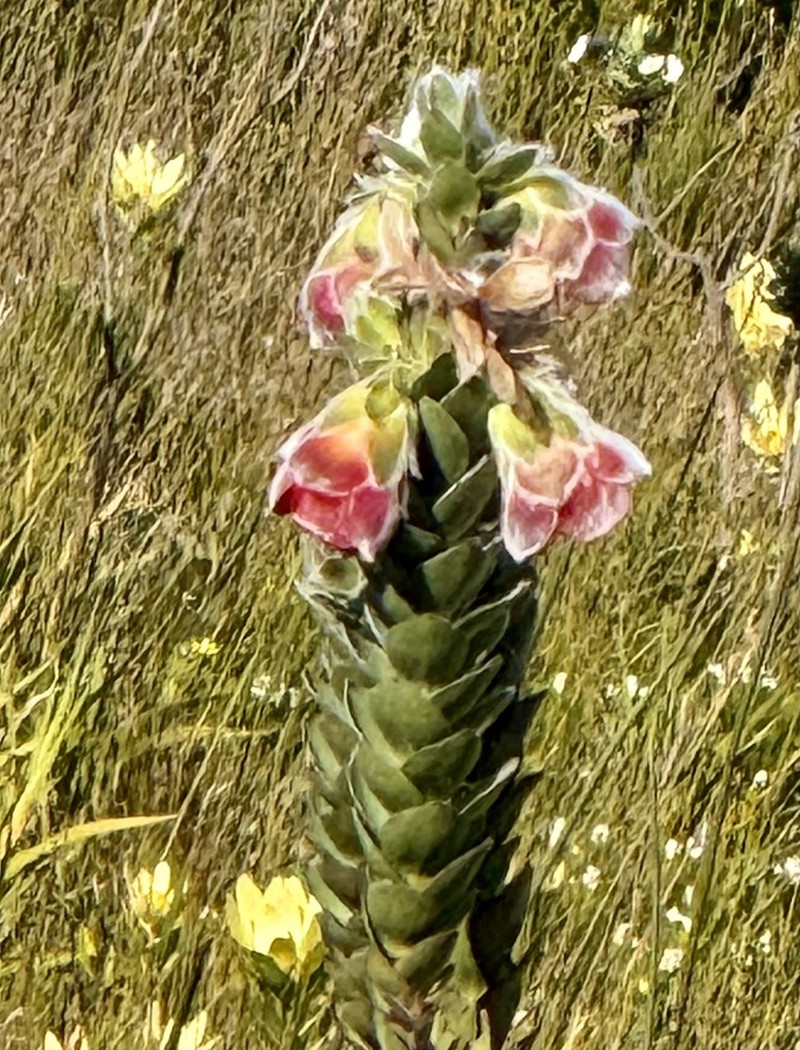 Orothamnus zeyheri photo 3