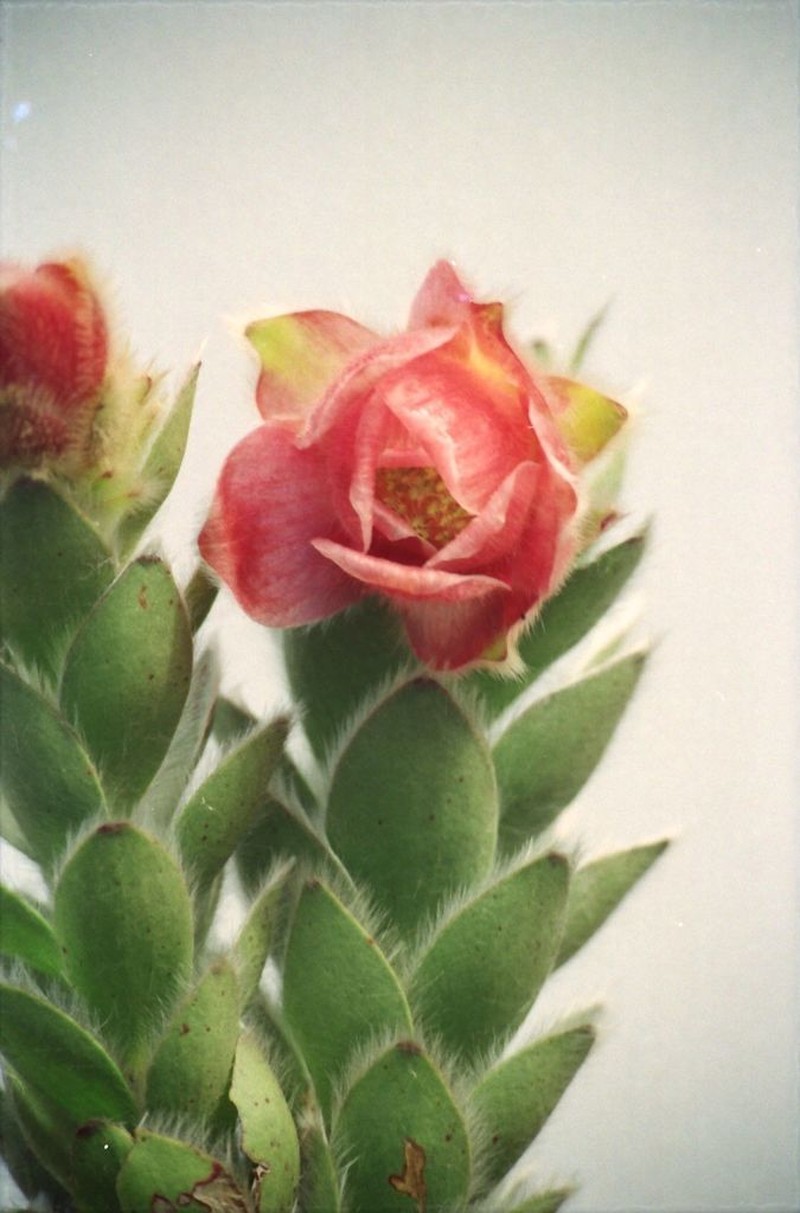 Orothamnus zeyheri photo 4
