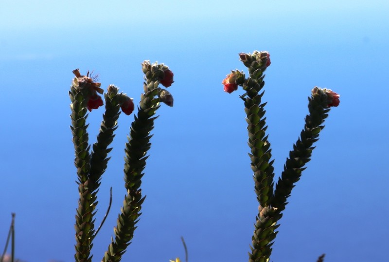 Orothamnus zeyheri photo 5