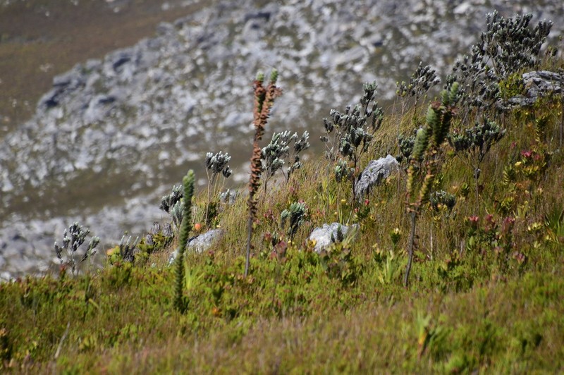 Orothamnus zeyheri photo 6