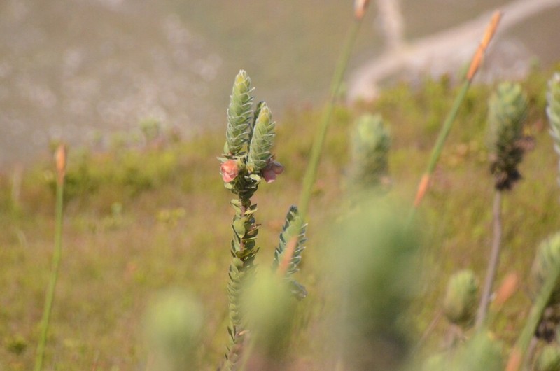 Orothamnus zeyheri photo 7