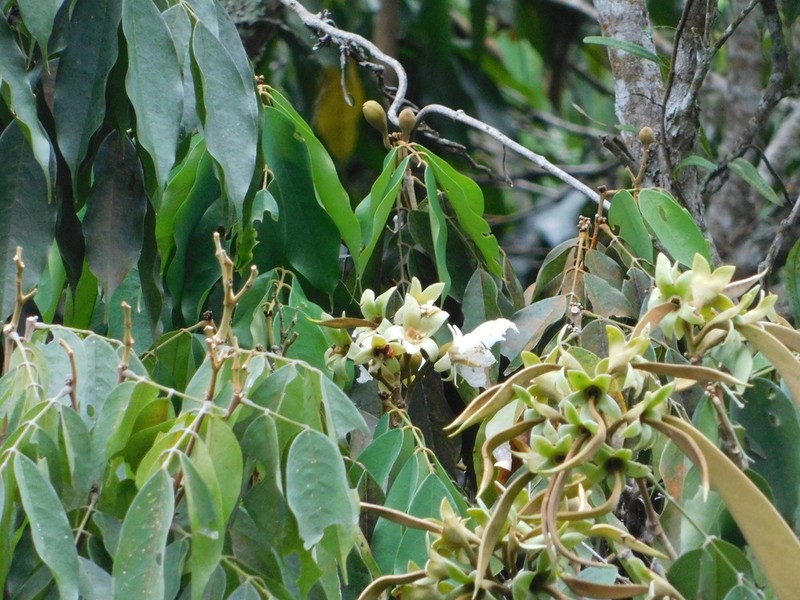 Orphanodendron grandiflorum