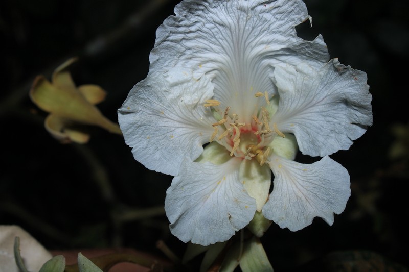 Orphanodendron grandiflorum photo 2