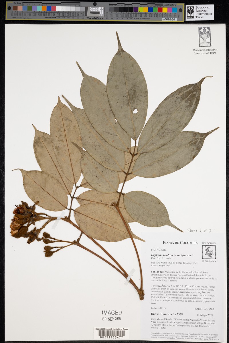 Orphanodendron grandiflorum photo 4