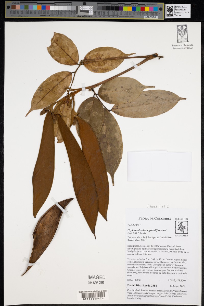 Orphanodendron grandiflorum photo 5