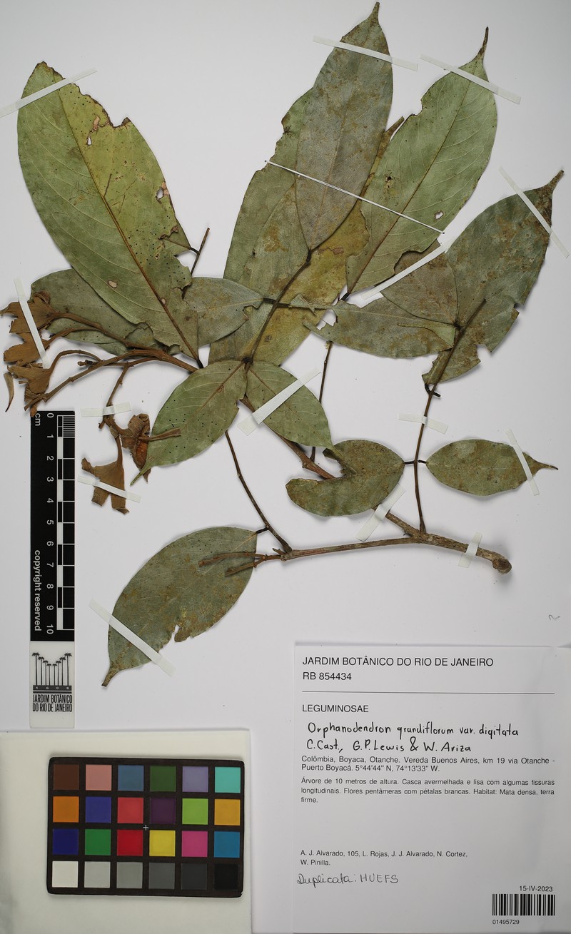 Orphanodendron grandiflorum photo 6