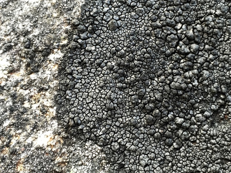 Orphniospora Lichen