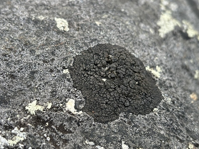 Orphniospora Lichen photo 2