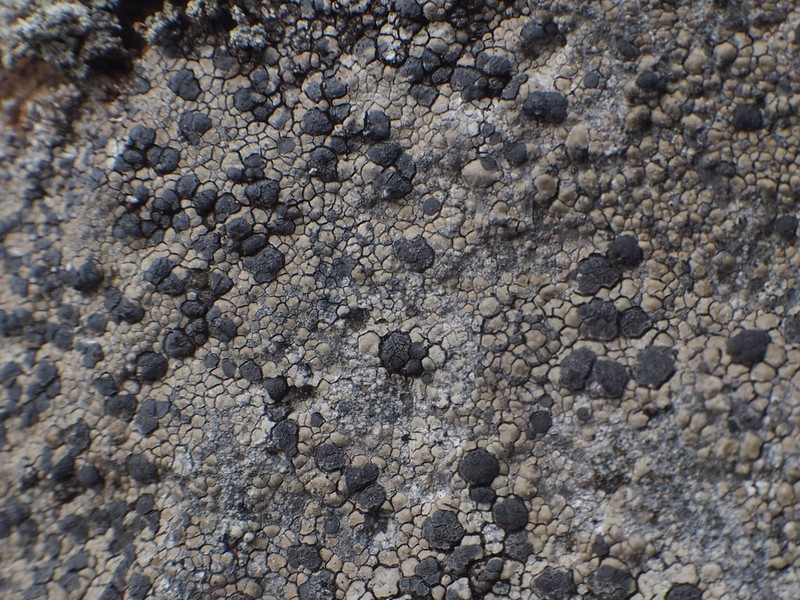 Orphniospora Lichen photo 3
