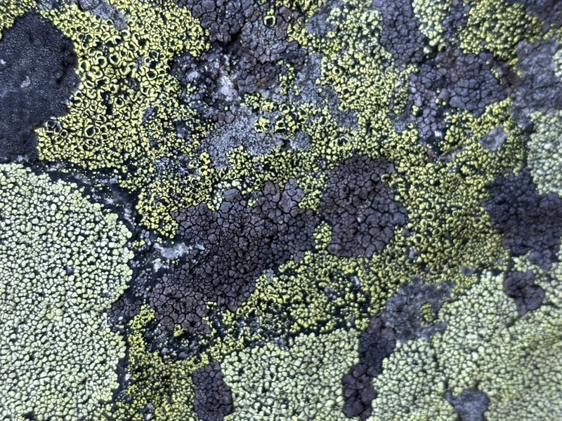Orphniospora Lichen photo 4