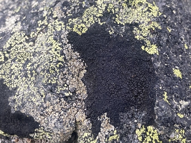 Orphniospora Lichen photo 5