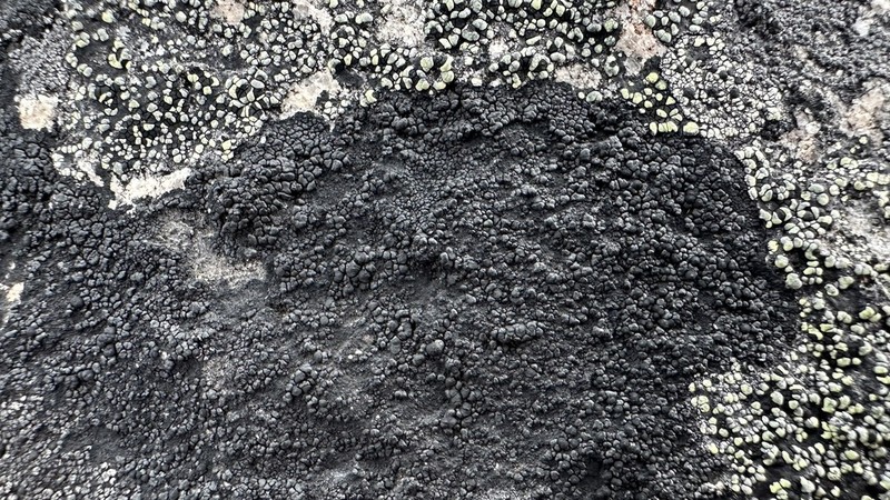 Orphniospora Lichen photo 6