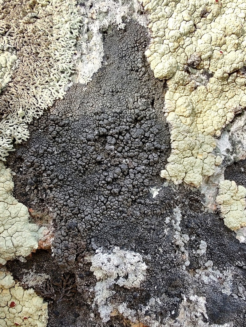 Orphniospora Lichen photo 7