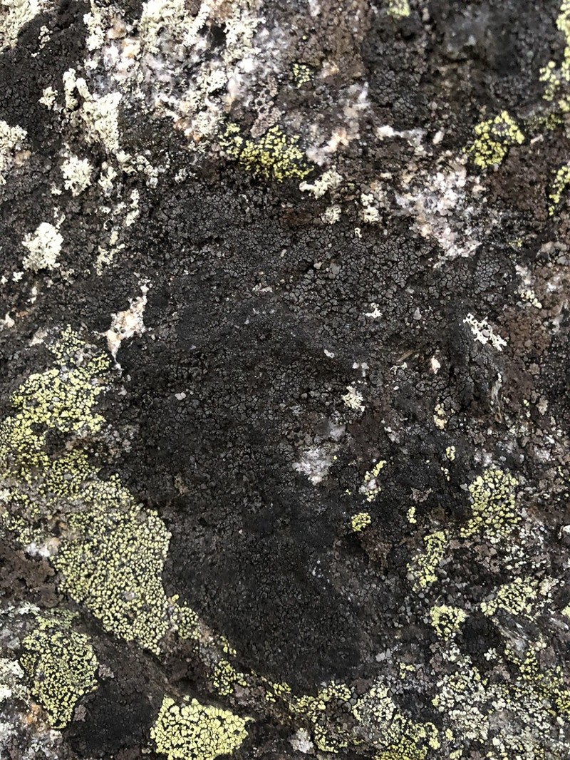 Orphniospora Lichen photo 8
