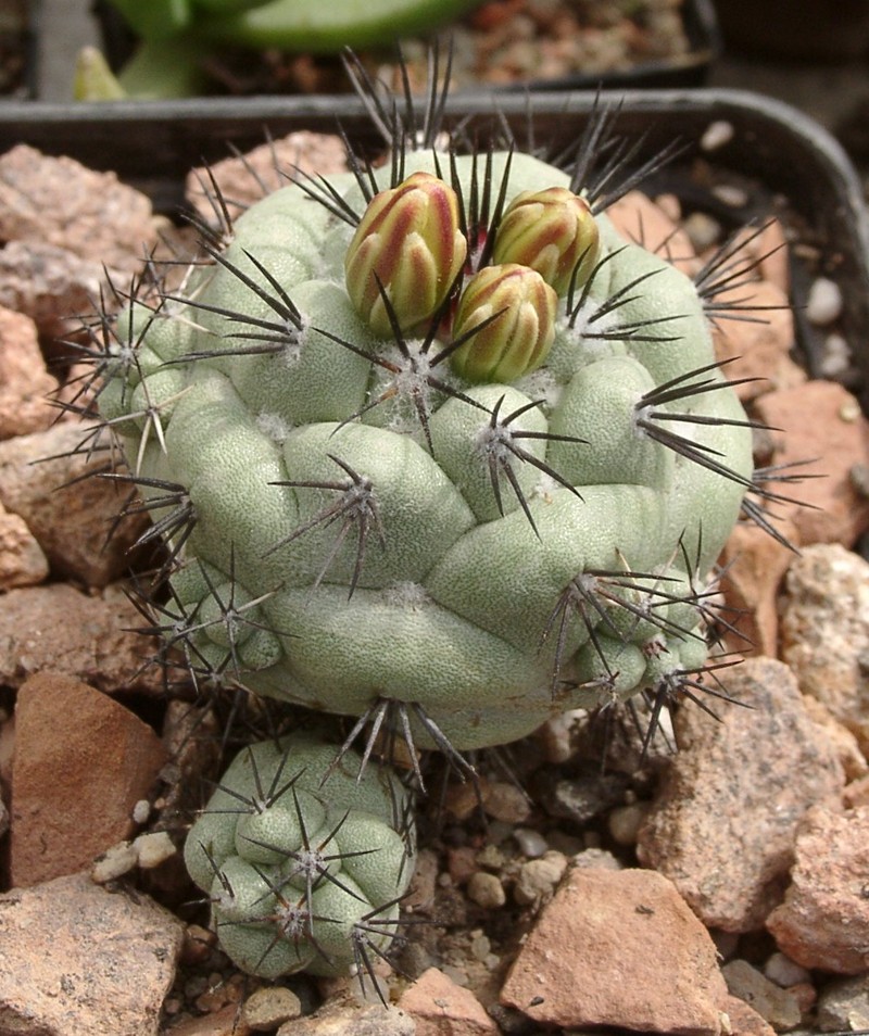 Ortegocactus macdougallii photo 2