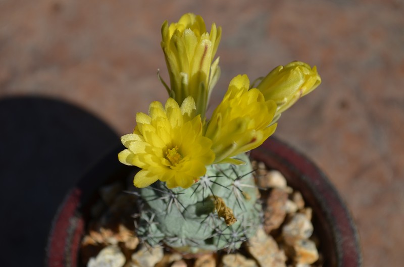 Ortegocactus macdougallii photo 4