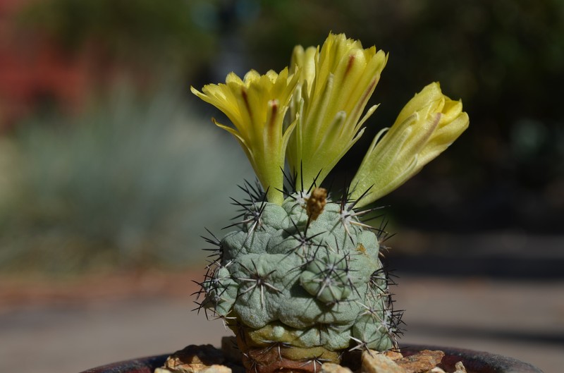 Ortegocactus macdougallii photo 5