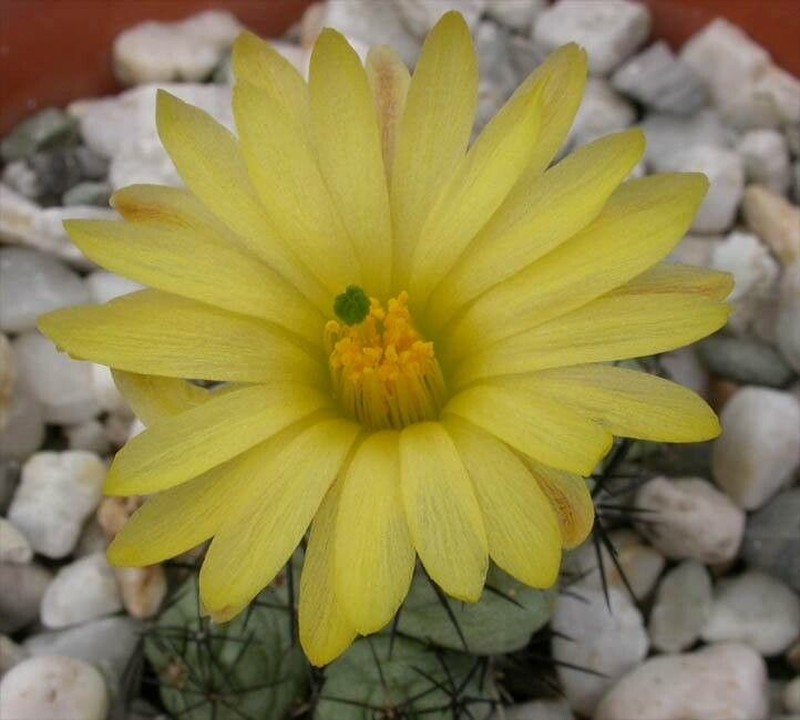 Ortegocactus macdougallii photo 6