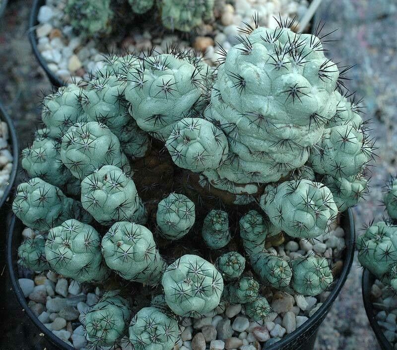 Ortegocactus macdougallii photo 7