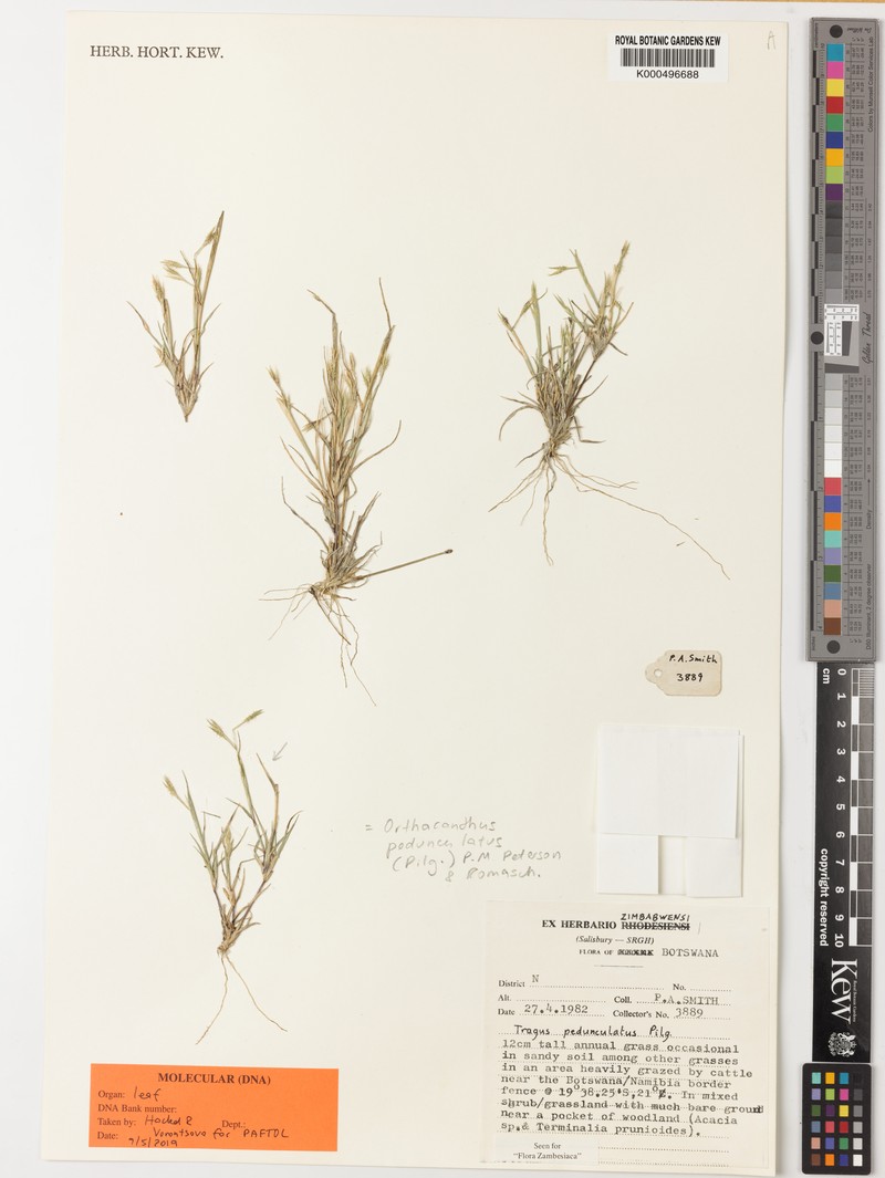 Orthacanthus pedunculatus