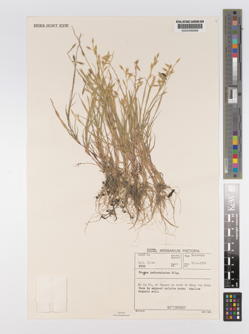 Orthacanthus pedunculatus photo 2