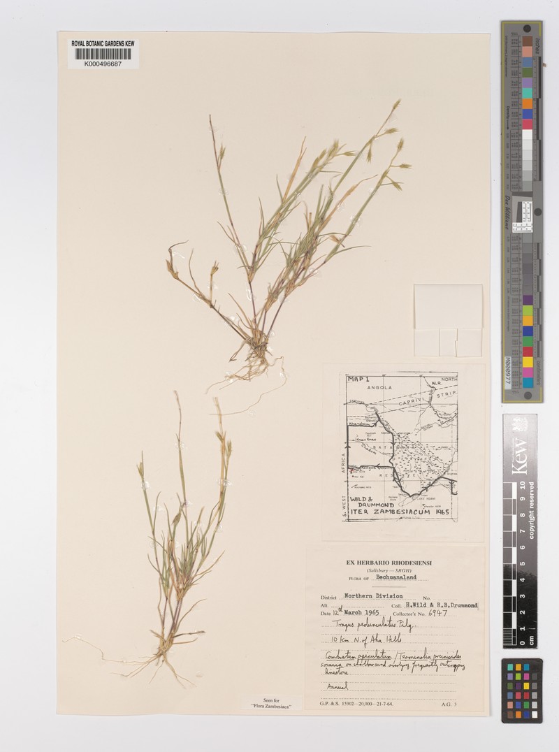 Orthacanthus pedunculatus photo 3