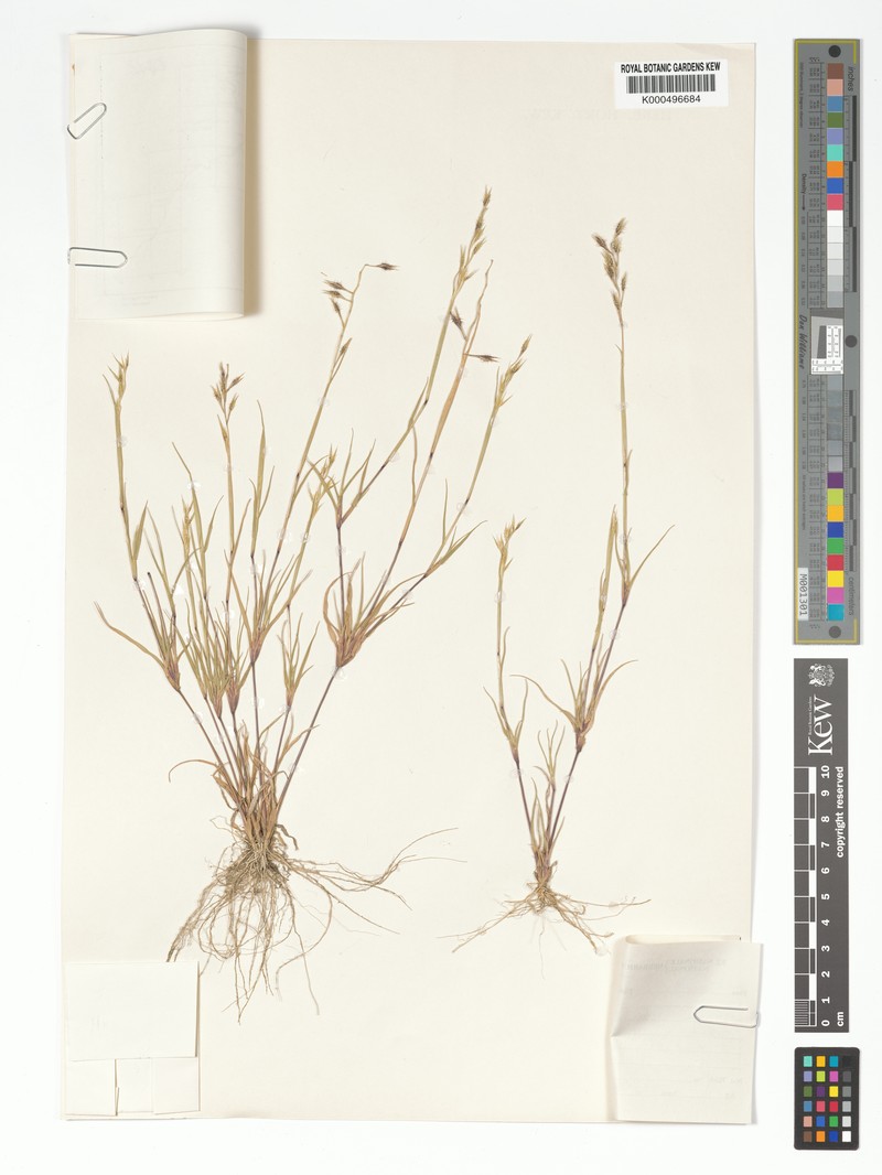 Orthacanthus pedunculatus photo 4