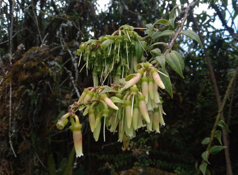 Orthaea fissiflora photo 2