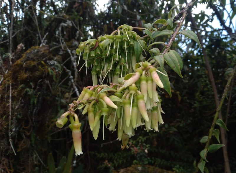 Orthaea fissiflora