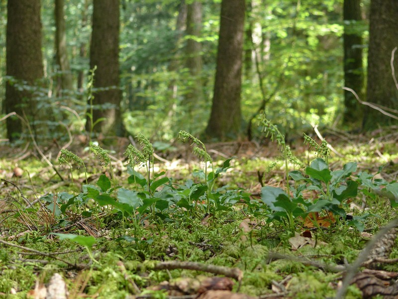 Sidebells Wintergreen photo 2