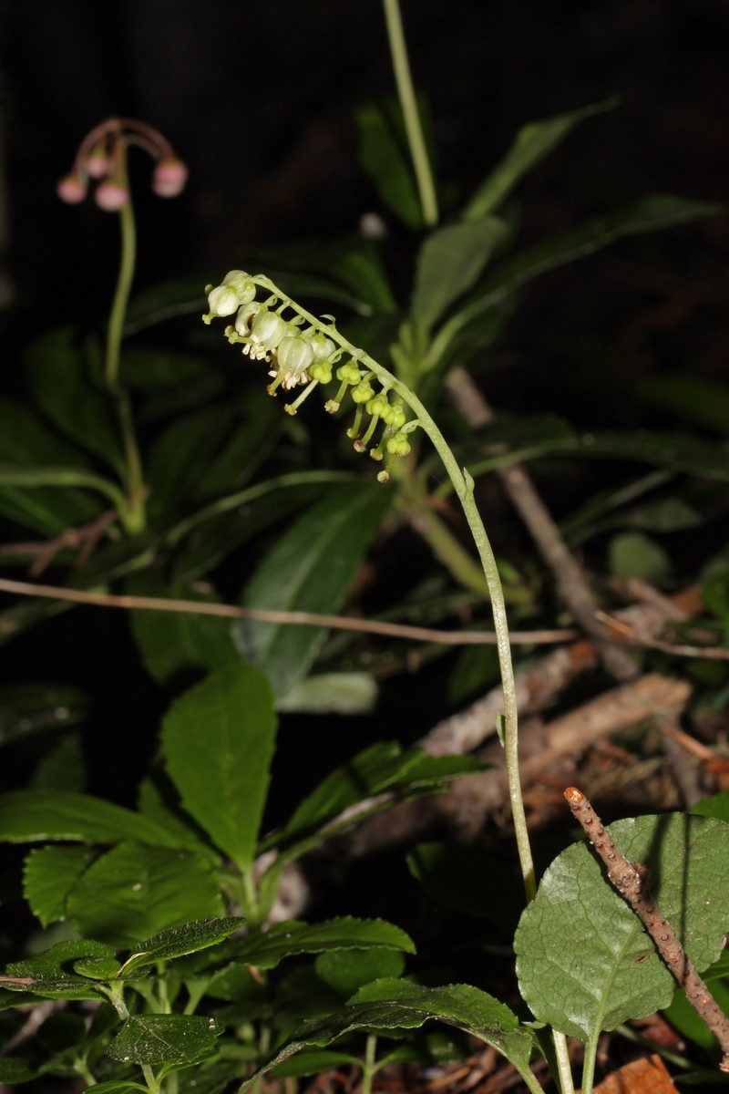 Sidebells Wintergreen photo 3