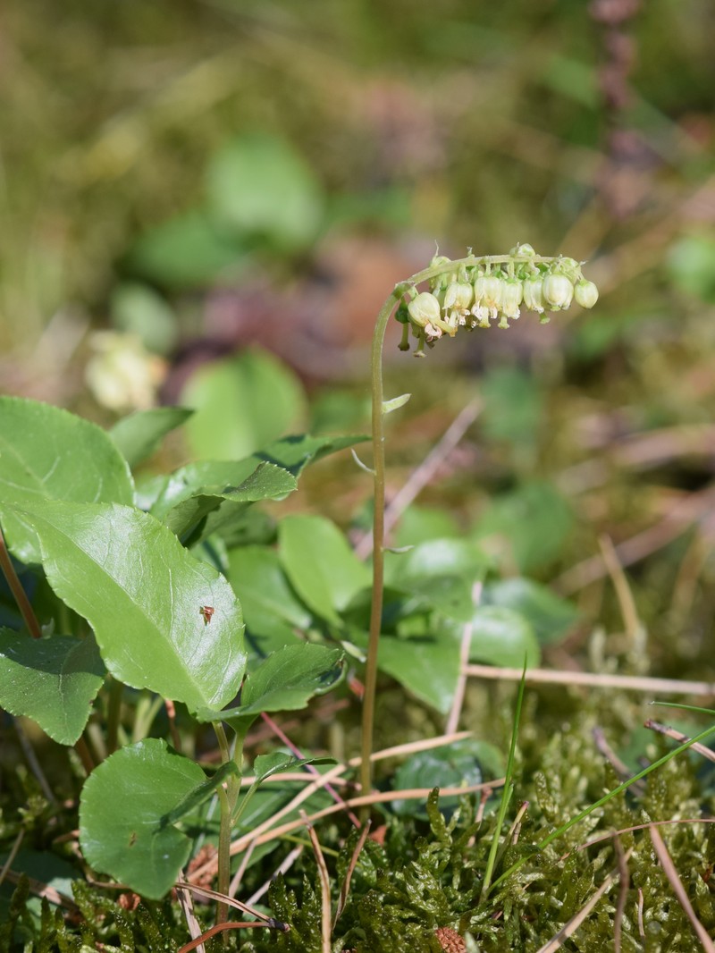Sidebells Wintergreen photo 4