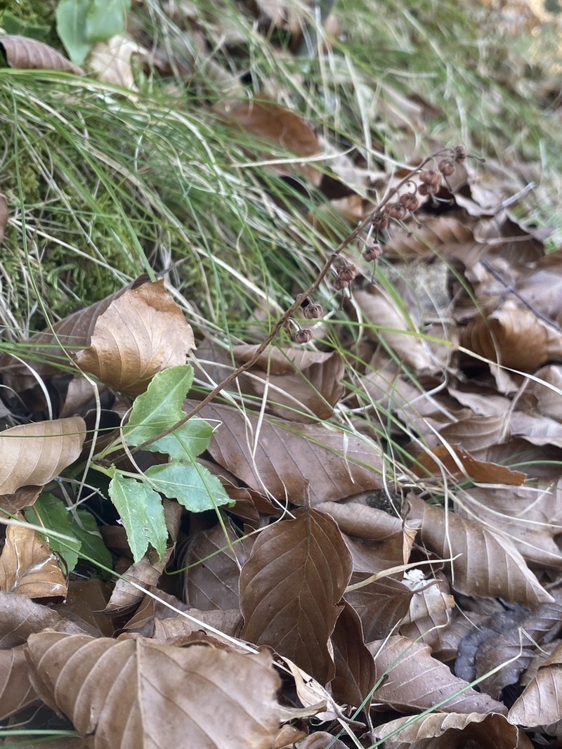 Sidebells Wintergreen photo 3