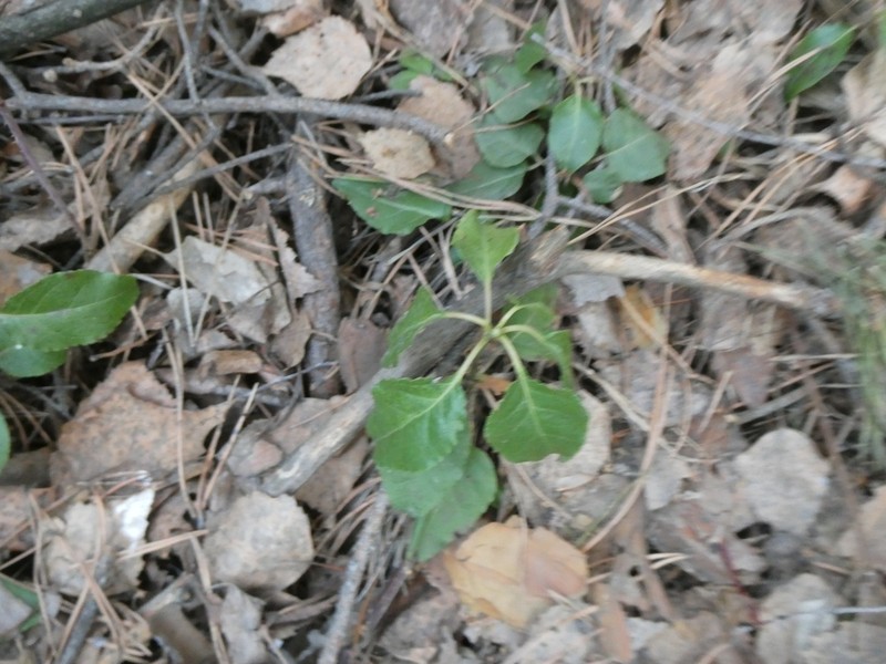 Sidebells Wintergreen photo 4