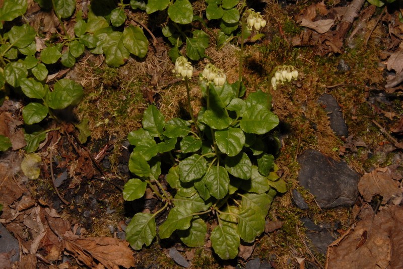 Sidebells Wintergreen photo 7