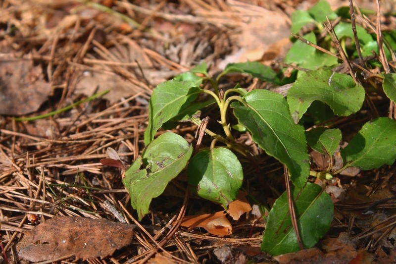 Sidebells Wintergreen photo 8