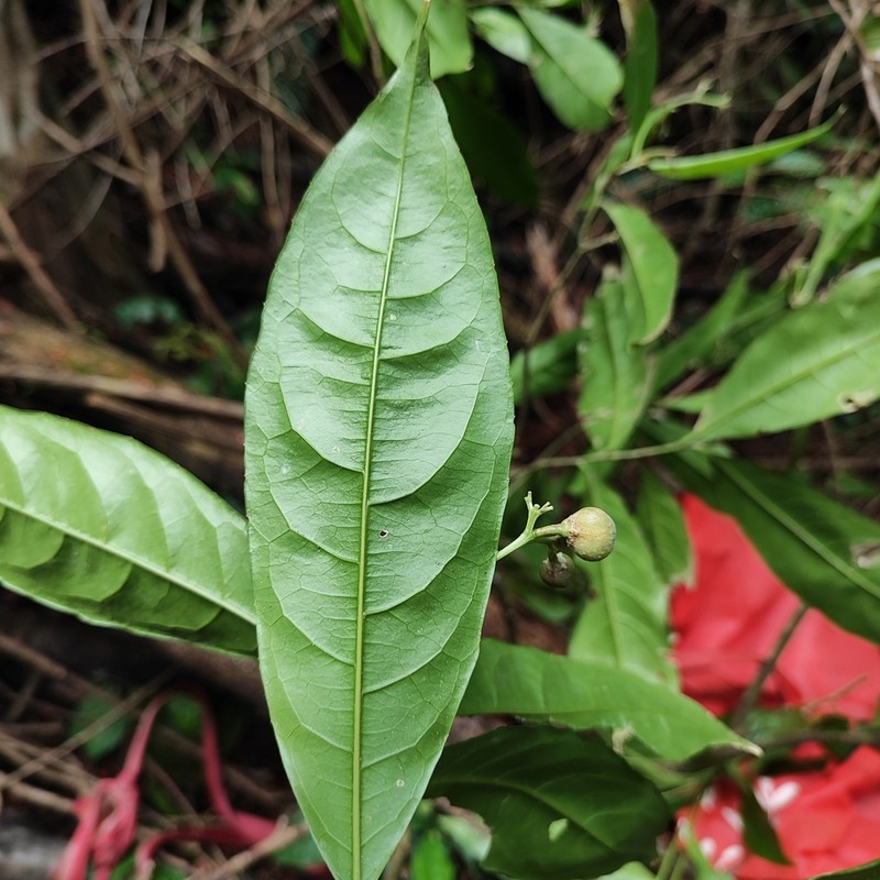 Orthion guatemalense